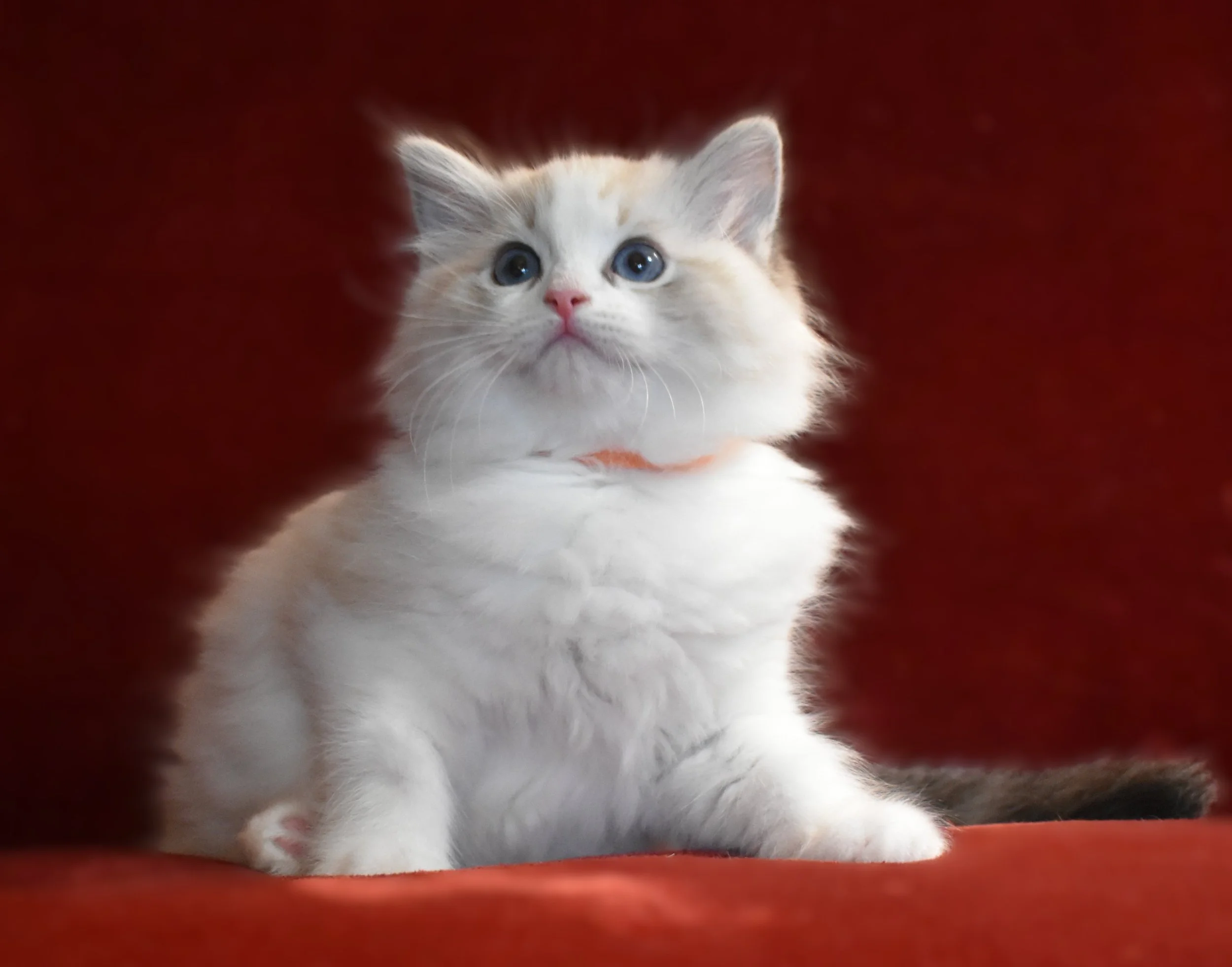 Services — ElleBellRags™ Ragdoll CatsElleBellRags.com